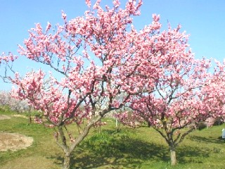 平岡公園 梅林